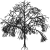 Drzewo